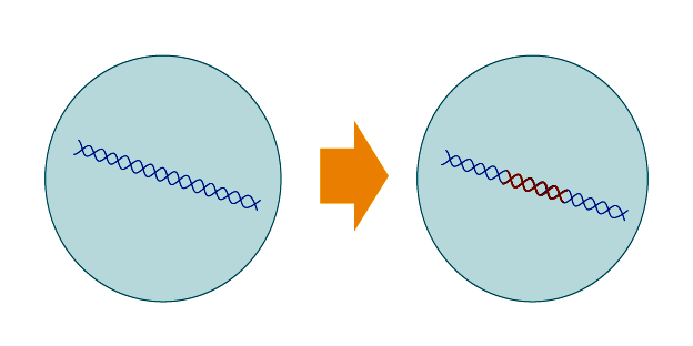 Homologous recombination