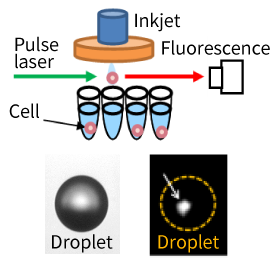 Precise cell dispensing
