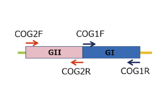 DNA sequences of norovirus