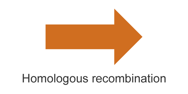 Homologous recombination