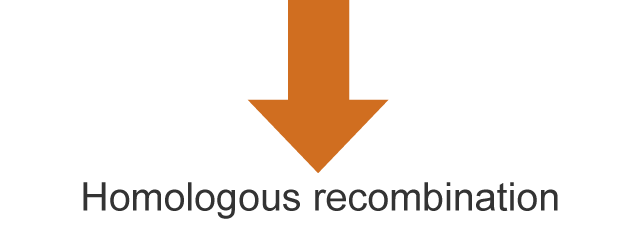 Homologous recombination